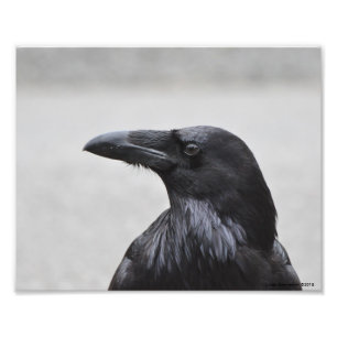Foto ¡10X8 Raven el Magnífico!