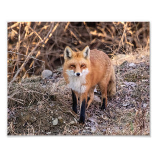 Foto 10x8 Red Fox de cerca y personal