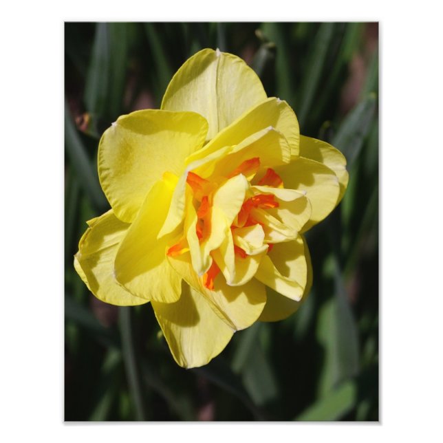 Foto 11"x14" Daffodil (Frente)