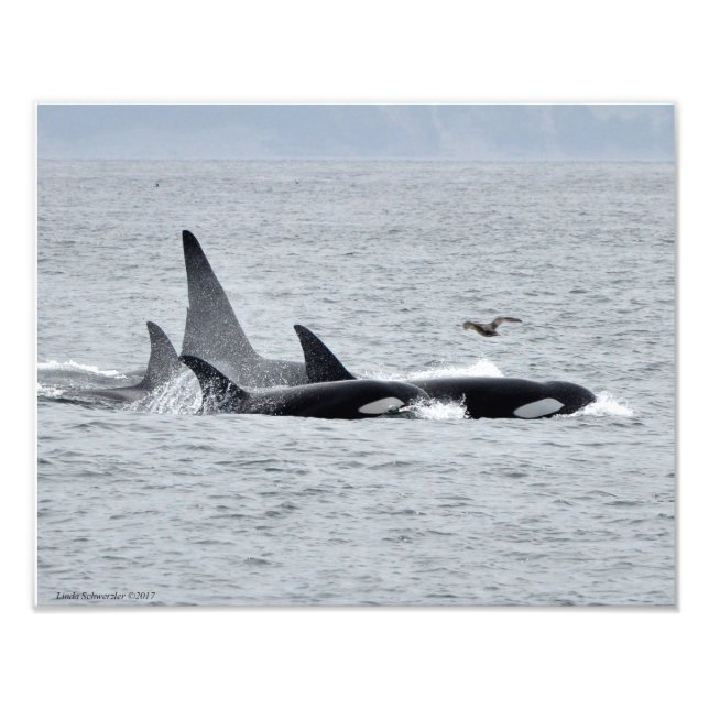 Foto 11X14 Ballenas de Orca - Cuatro al unísono con una (Frente)