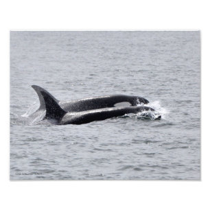 Foto 11X14 Ballenas de Orca - Dos al unísono