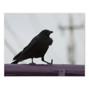 Foto 11X14 Crow en morado