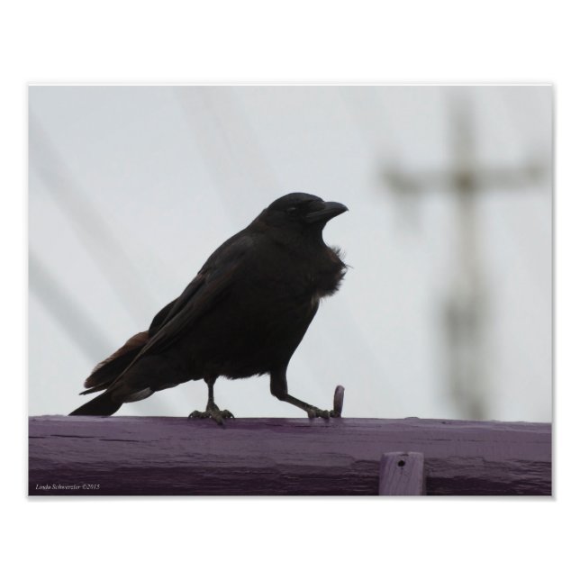 Foto 11X14 Crow en morado (Frente)