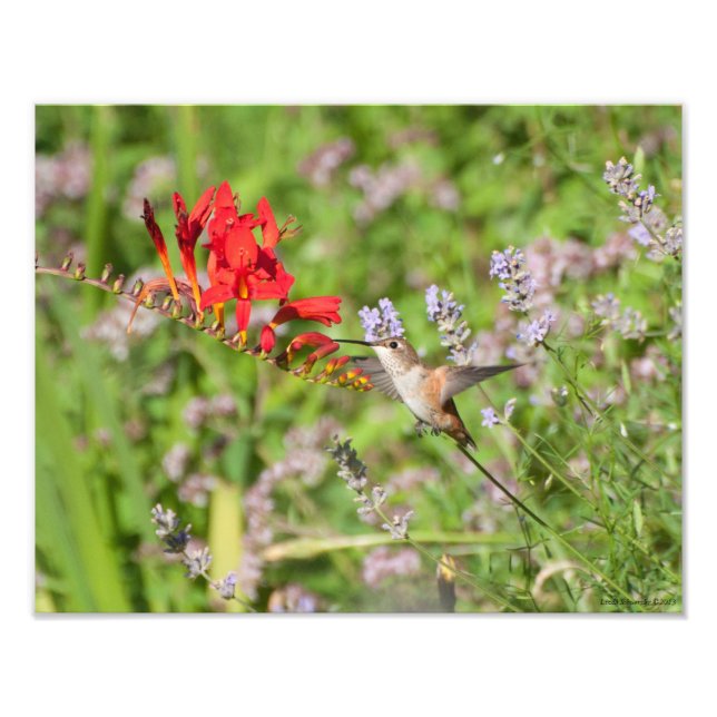 Foto 11X14 Hummingbird Delight (Frente)