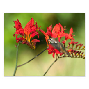 Foto 11X14 Hummingbird Delight