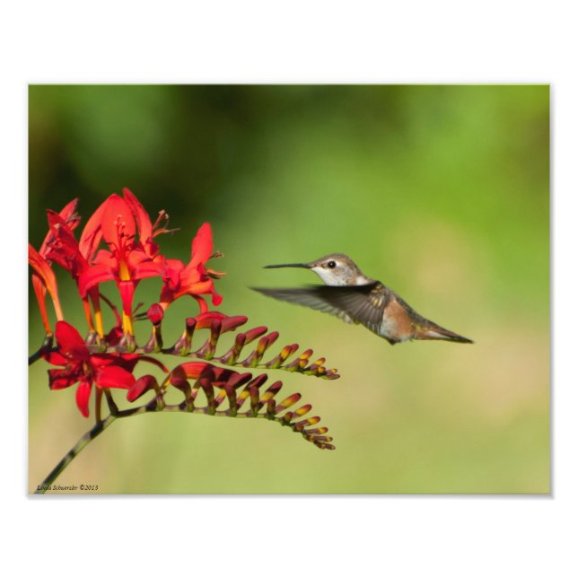 Foto 11X14 Hummingbird Delight (Frente)