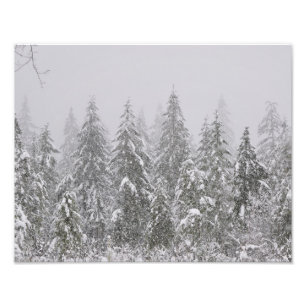 Foto 11X14 Nieve cayendo sobre árboles frutales