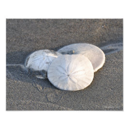 Foto 11X14 Un trío de dólares de arena