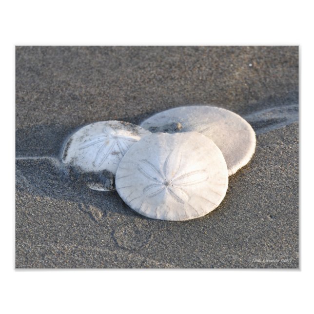 Foto 11X14 Un trío de dólares de arena (Frente)