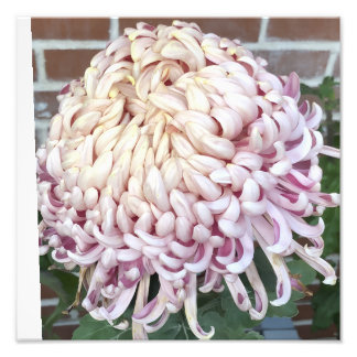 Foto 12"x12" Chrysanthemum