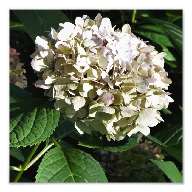 Foto 12"x12" Panicle Hydrangea (Frente)