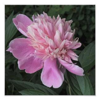 Foto 12"x12" Pink Peony