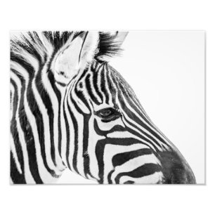 Foto 1318-Zebra
