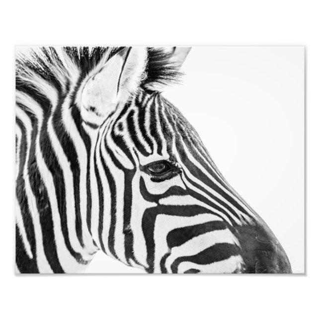 Foto 1318-Zebra (Frente)