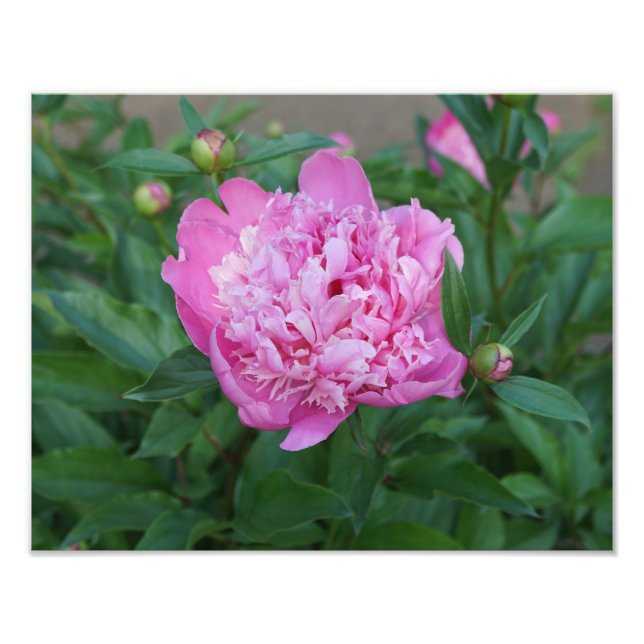 Foto 14"x11" Pink Peony (Frente)