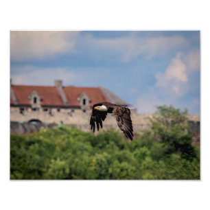 Foto 14x11 Águila calva que pasa por Fort Ticonderoga
