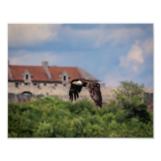 Foto 14x11 Águila calva que pasa por Fort Ticonderoga (Frente)