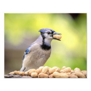 Foto 14x11 Blue jay con un cacahuete
