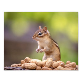 Foto 14x11 Chipmunk con cacahuetes