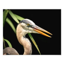 14x11 Gran garza azul