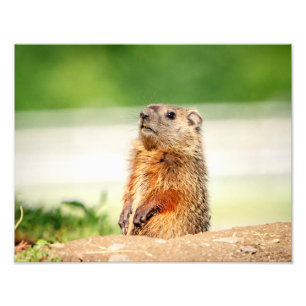 Foto 14x11 Joven Groundhog