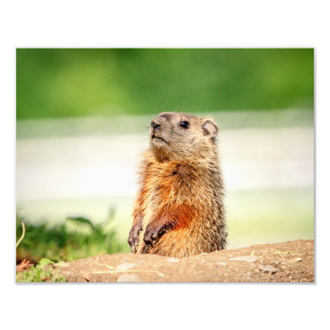 Foto 14x11 Joven Groundhog (Frente)