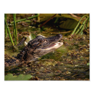 Foto 14x11 Joven lagarto