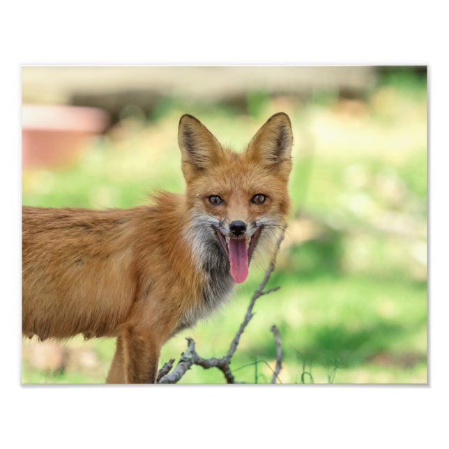 Foto 14x11 Mama Fox en el Valle de Hudson (Frente)
