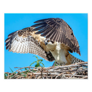 Foto 14x11 Osprey juvenil en el nido