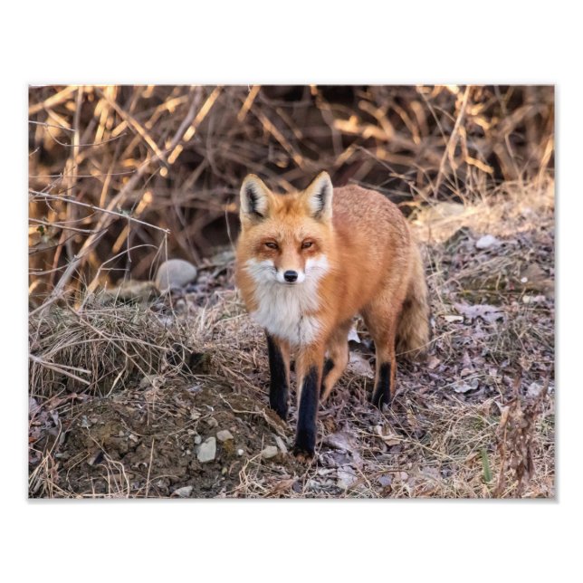 Foto 14x11 Red Fox de cerca y personal (Frente)