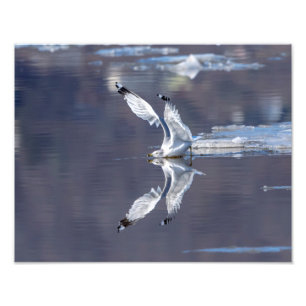 Foto 14x11 Reflexiones de gaviotas