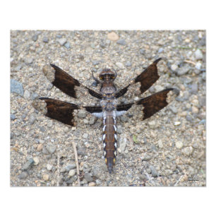 Foto 16X20 Dragonfly - Una cola blanca común