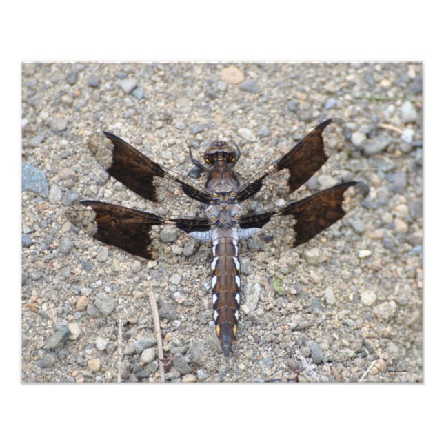 Foto 16X20 Dragonfly - Una cola blanca común (Frente)