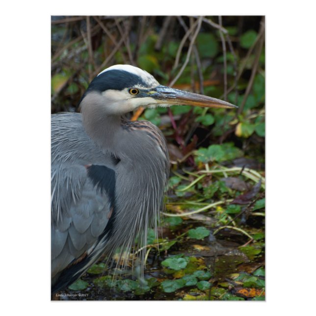 Foto 18X24 Gran Garza Azul (Frente)