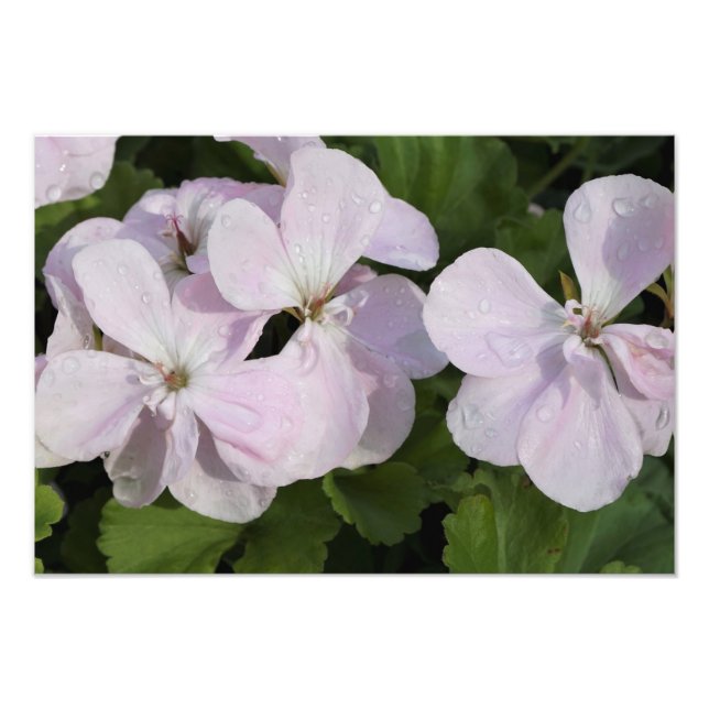 Foto 19"x13" Geranium (Frente)
