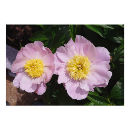 Foto 19"x13" Peonías rosadas