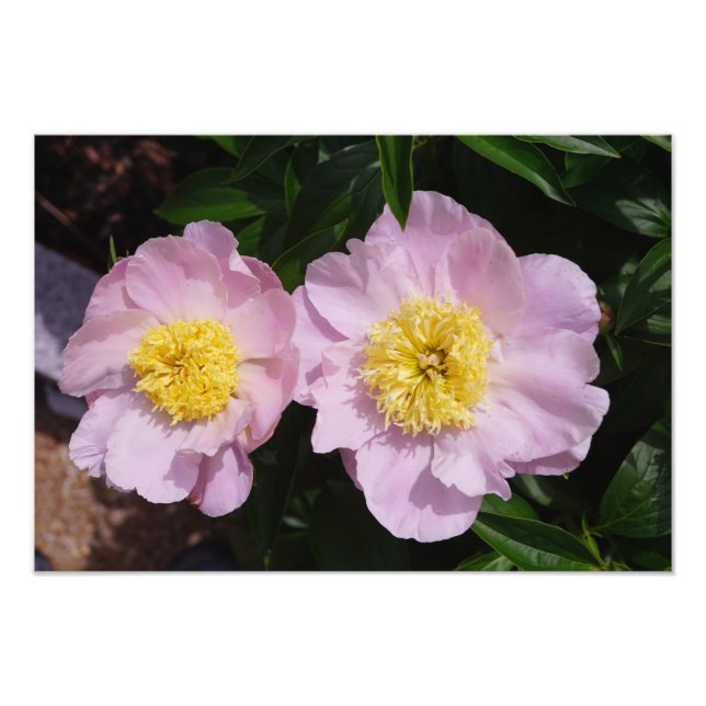 Foto 19"x13" Peonías rosadas (Frente)