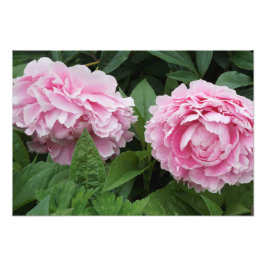Foto 19 "x13" Peonies rosados