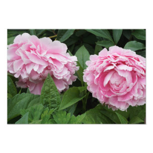 Foto 19 "x13" Peonies rosados