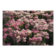 "19x13" Milenrama Rosa