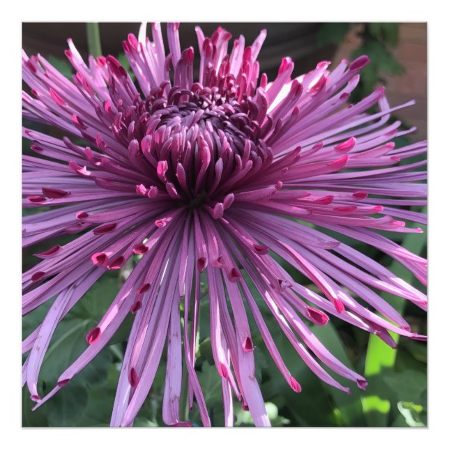 Foto 24"x24" Chrysanthemum (Frente)