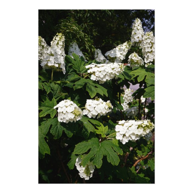 Foto 24"x36" Oakleaf Hydrangea (Frente)
