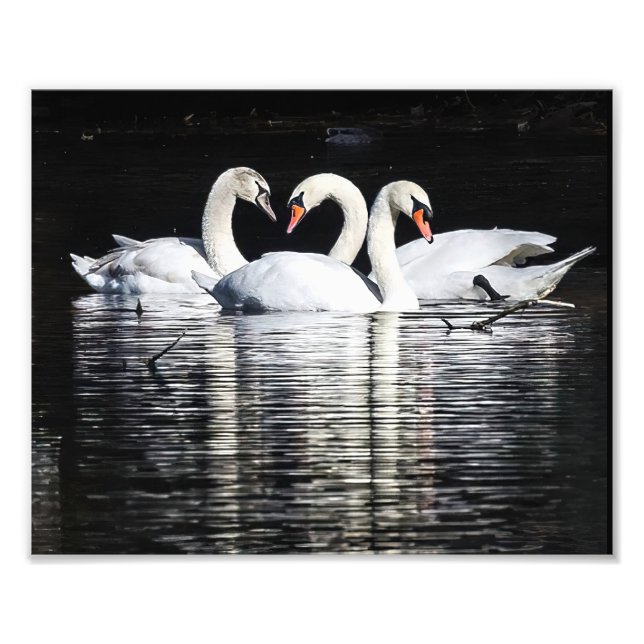 Foto 3 Cisnes y Reflexiones (Frente)