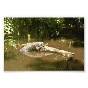 Foto 4 x 6 lagarto fotográfico