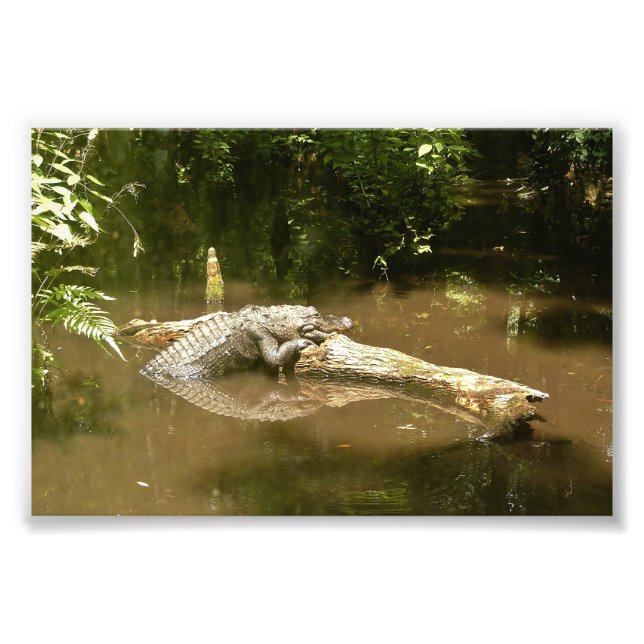 Foto 4 x 6 lagarto fotográfico (Frente)