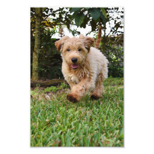 Foto 4 x 6 perrito de doodle dorado fotográfico