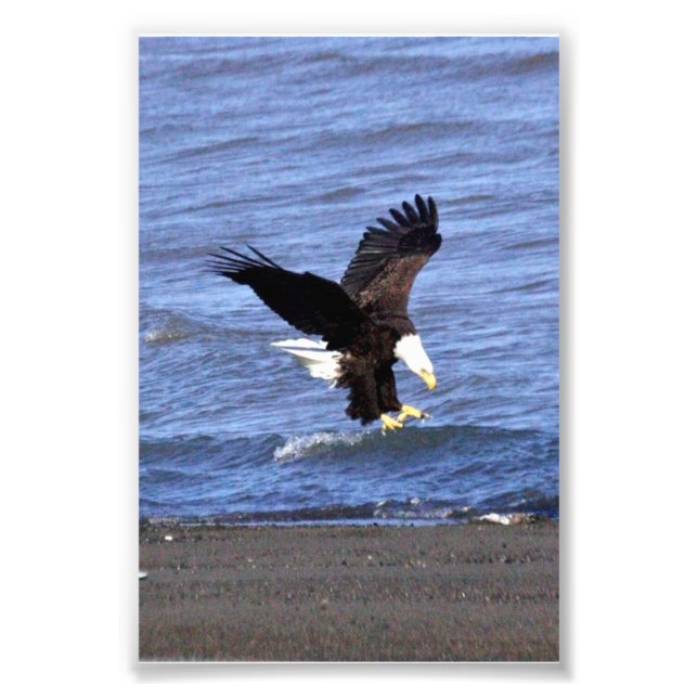 Foto 4x6 del águila (Frente)