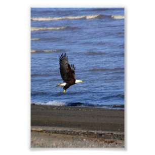 Foto 4x6 photo of eagle