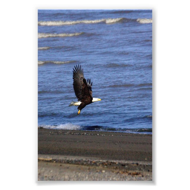 Foto 4x6 photo of eagle (Frente)