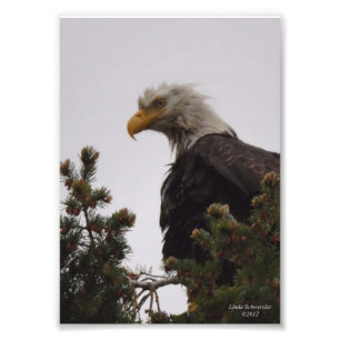 Foto 5 X7 Águila calva húmeda